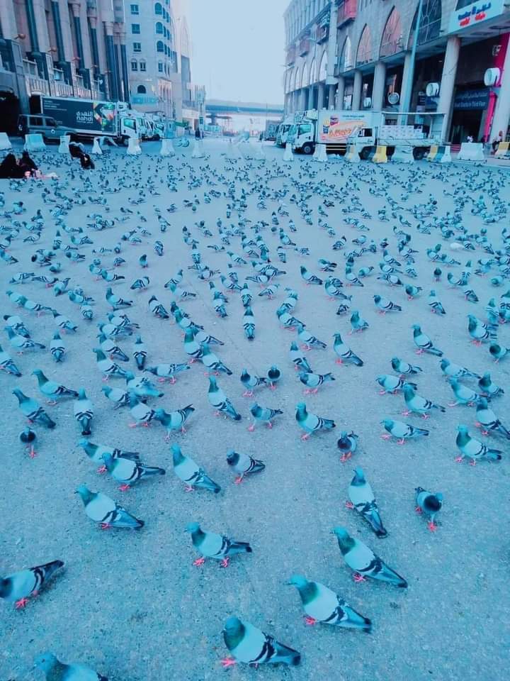 حمام الحرم يزين سماء مكة في يوم عرفة ويخطف قلوب وعيون ضيوف الرحمن 