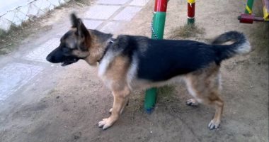 النيابة تحقق مع "مسجل خطر" بتهمة سرقة الكلاب بالبساتين