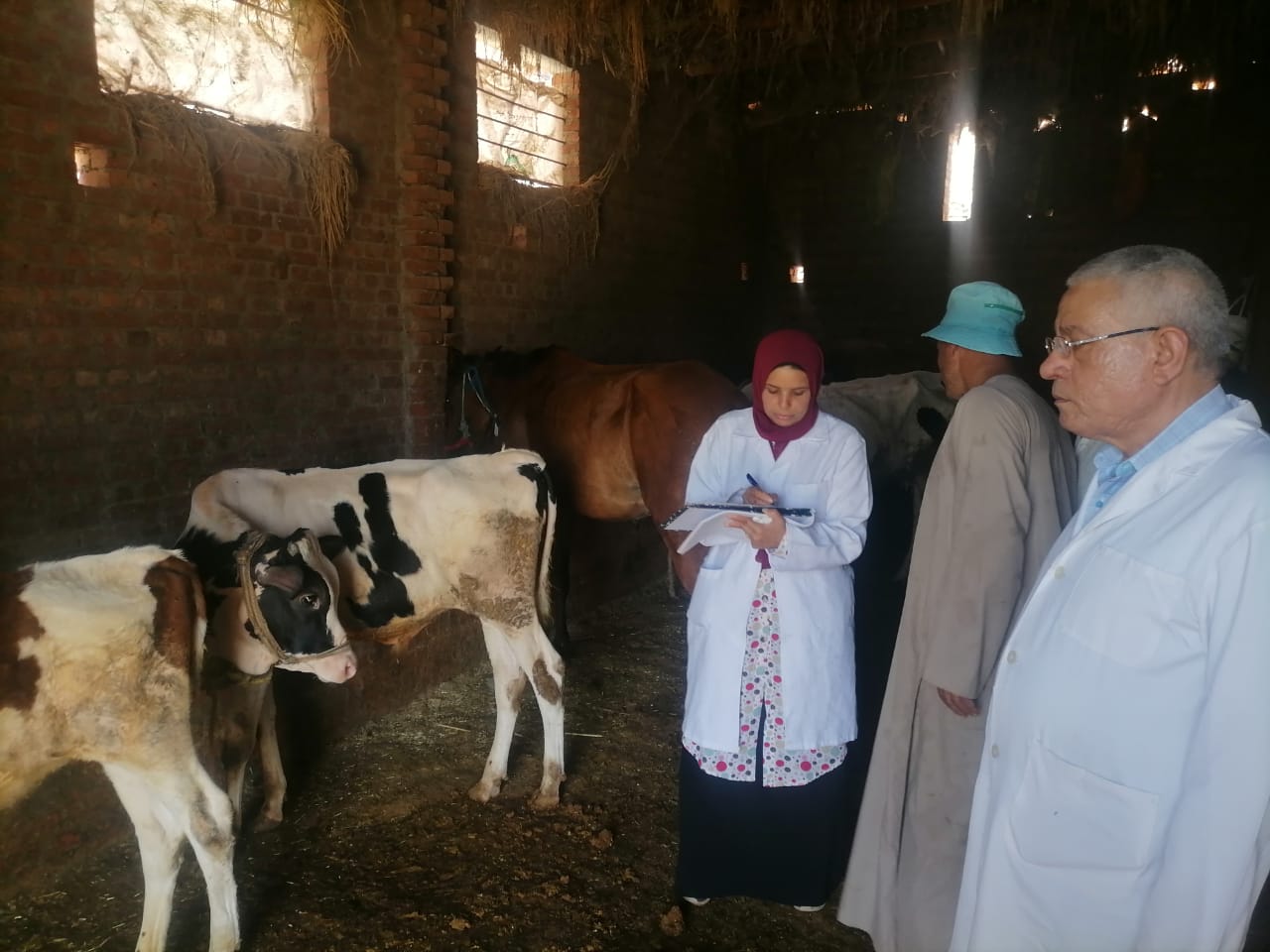 تحصين قرابة 25 الف رأس ماشية فى أول أيام الحملة ضد الحمي والوادى المتصدع 