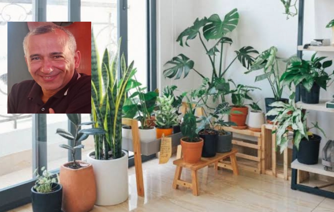 النباتات تتخلص من سموم الهواء المسببة للسرطان