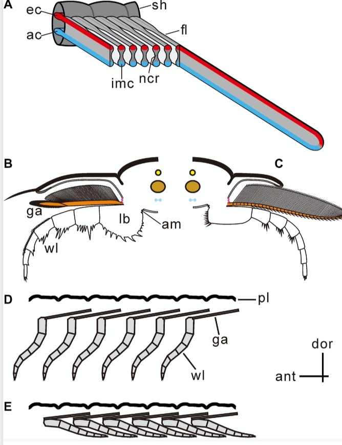 دراسة حديثة: أول دليل على وجود أعضاء متطورة للتنفس لدى مخلوقات بحرية عمرها 450 مليون سنة.