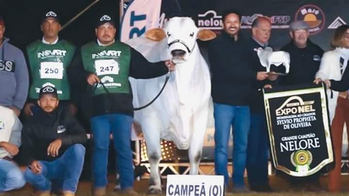 سعرها 4.3 مليون دولار.. تفاصيل بيع أغلى بقرة بالعالم في مزاد بالبرازيل