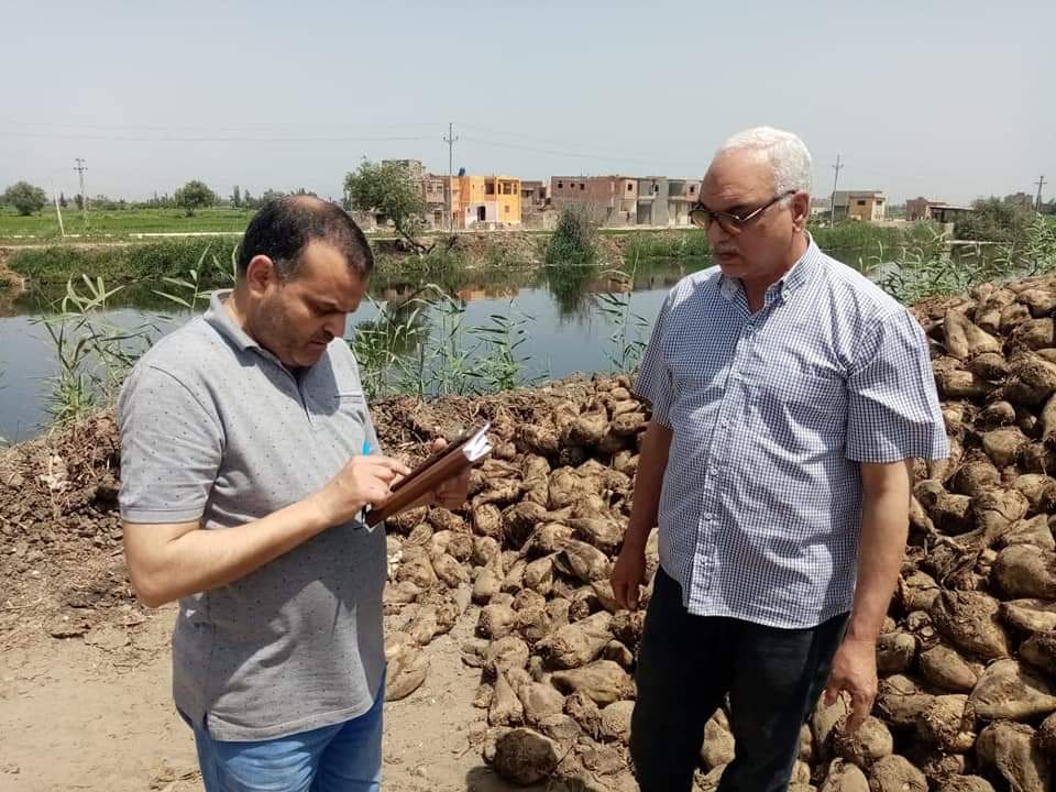 بالصور "الزراعة" تتابع توريد محصول البنجر لمصانع السكر في محافظة كفر الشيخ 