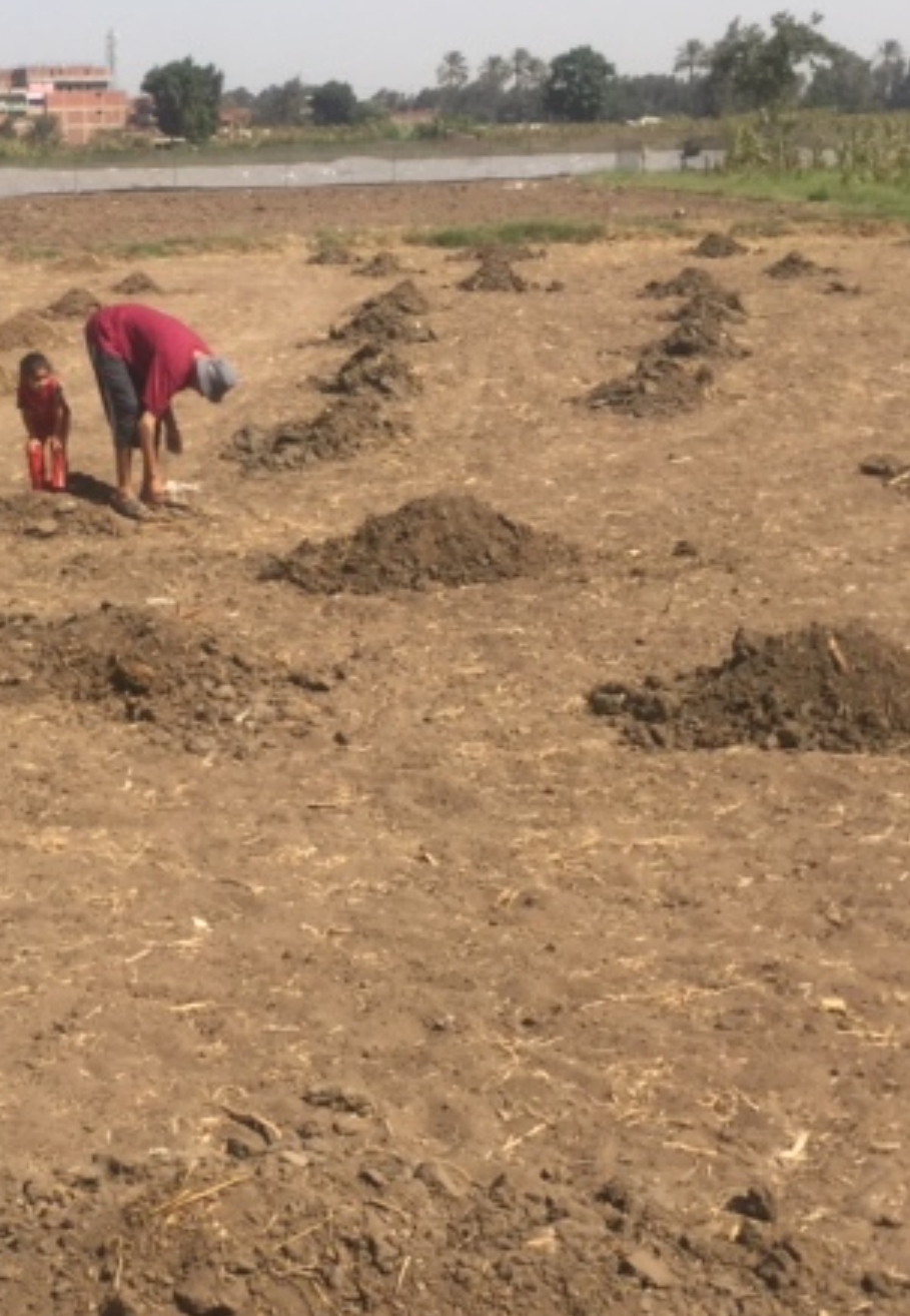 نقص الأسمدة بالقليوبية يثير غضب المزارعين