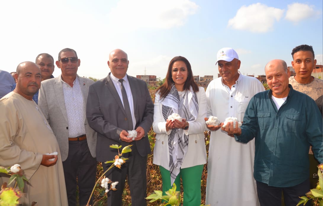 بلبع تشهد موسم جنى 8500 فدان قطن بأبو حمص  المركز يمثل نصف إنتاج المحافظة 