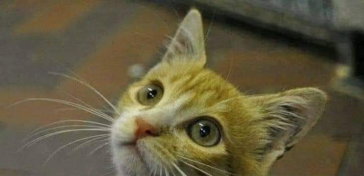 ياريتني كنت مشمش