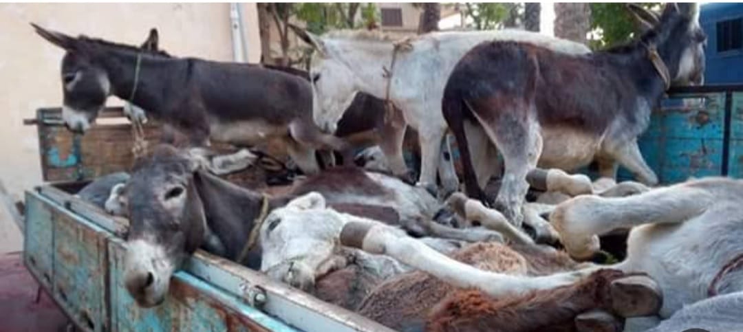 محملة بالحمير...انقلاب سيارة نقل بسوهاج 