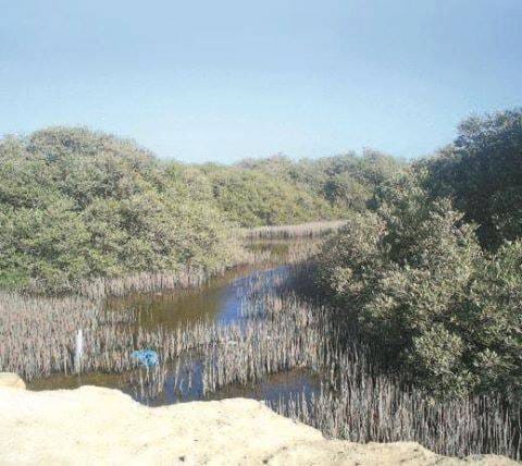 جزيرة أبو منقار.. موطن المانجروف والطيورالغريبة والسلاحف تضع بيضها وعجائب الطبيعة في شرق مصر