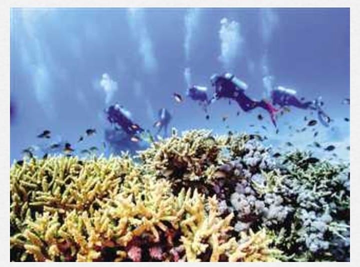 اكتشاف محمية «الشعاب العظيمة» بالبحر الأحمر