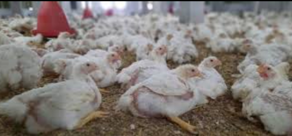 فراخ سردة...فراخ حية اللي بتلاقيها بنص التمن خلي بالك منها