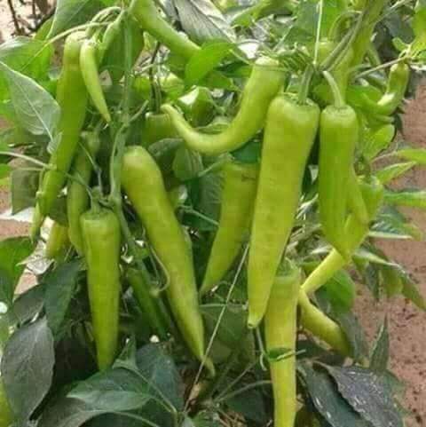 فوائد الفلفل الحار او الشطه