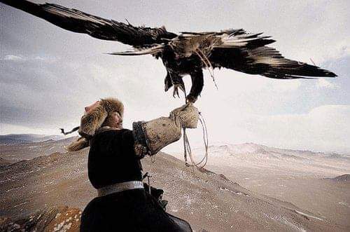 قصة صقر جنكيز خان