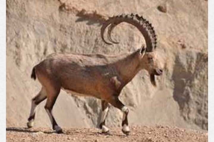 باحث بيئى يطالب بإعلان محمية وادى قنا محمية طبيعية