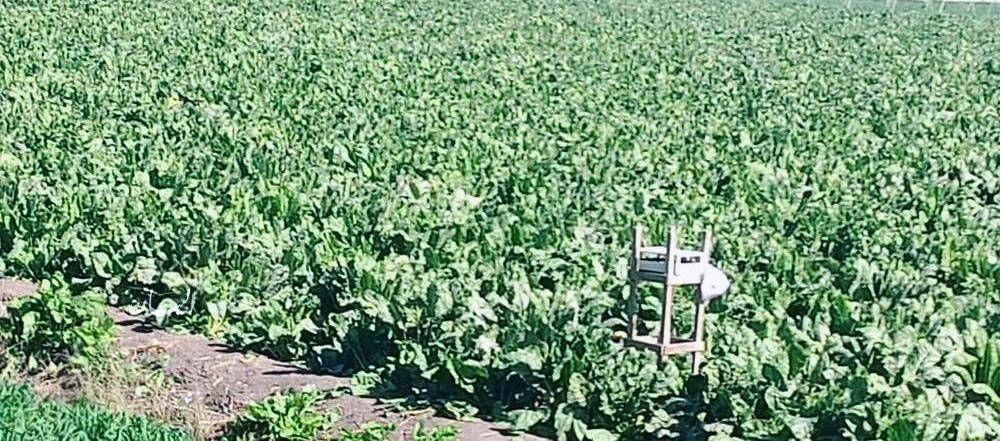 لسد الإحتياجات من السكر زراعة 27160 فدان من محصول بنجر السكر بالبحيرة