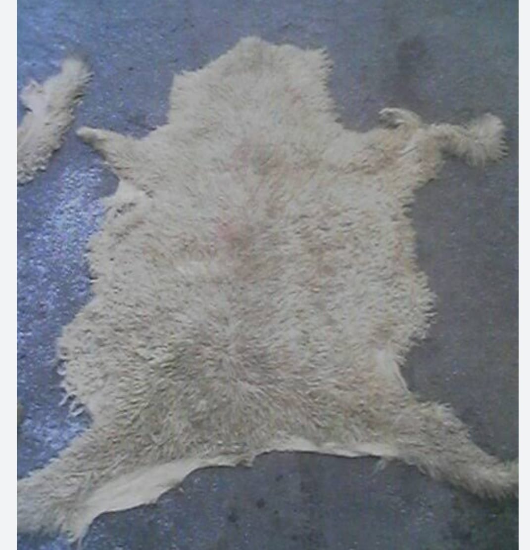 حظر نقل وحفظ جلود الهدي والأضاحى بدون تصريح بالجيزة