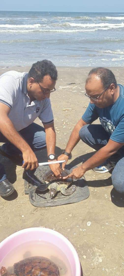 البيئة تنجح في إنقاذ سلاحف بحرية مهددة بالانقراض وإعادتها لبيئتها الطبيعية