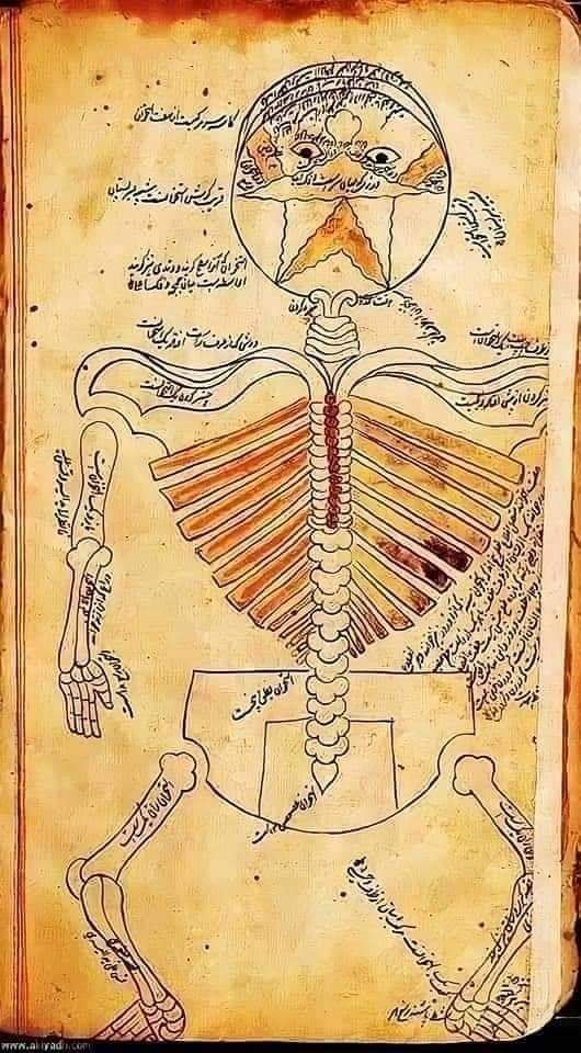 صوت الوطن تنشر مخطوطه نادرة في الطب لتشريح جسد الإنسان