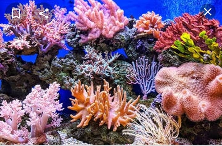 تدريب 5 متطوعات في أول مشروع بيئي لاستزراع الشعاب المرجانية بالبحر الأحمر