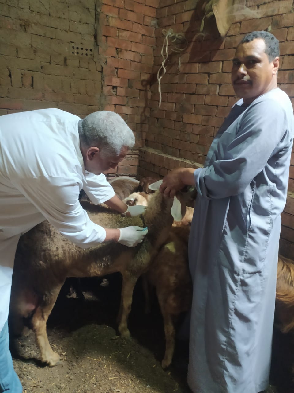 تحصين ٣٨٩٩٤ حيوان من المجترات الصغيرة خلال الحمله القومية ضد مرض طاعون المجترات الصغيرة بمحافظة الغربية