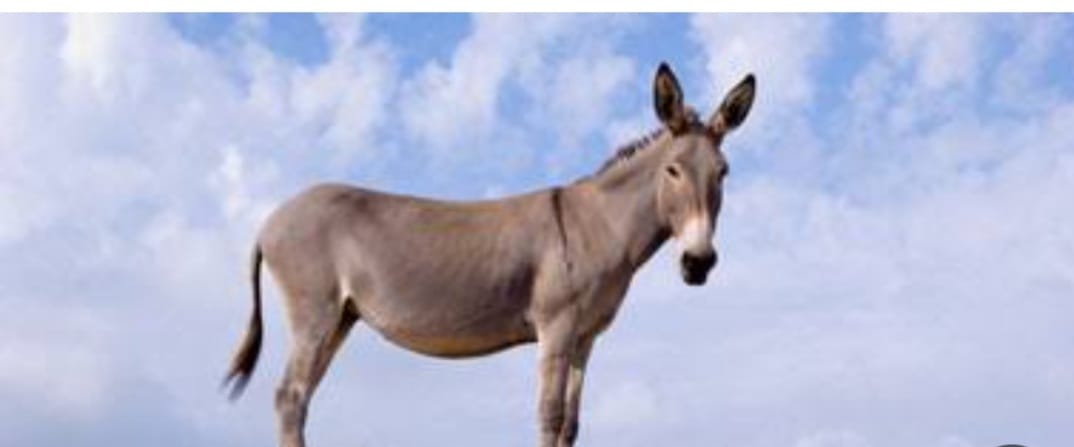 مصرع سيدة سقطت من فوق الحمار بسوهاج