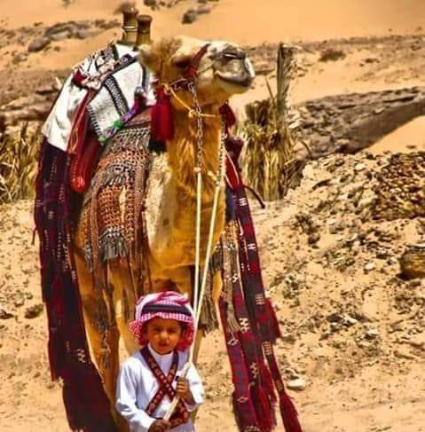 بالصور : اول تحقيق من طور سيناء عن الناقة الذهبية لدى البدو والعرب