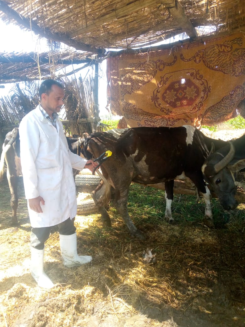 إستمرار للحملة القومية للتحصين ضد مرضي الحمى القلاعية والوادي المتصدع بالبحيرة تحصين 120869 رأس ماشية 