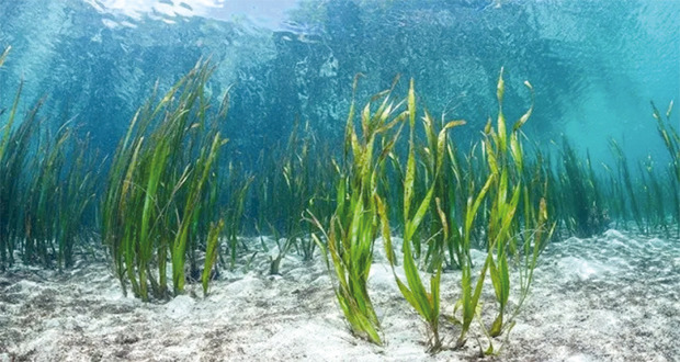 مسح أنواع الأعشاب البحرية فـي سواحل سلطنة عمان