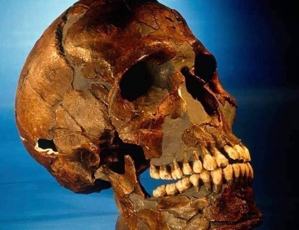 جمجمة الشهيد سليمان الحلبي