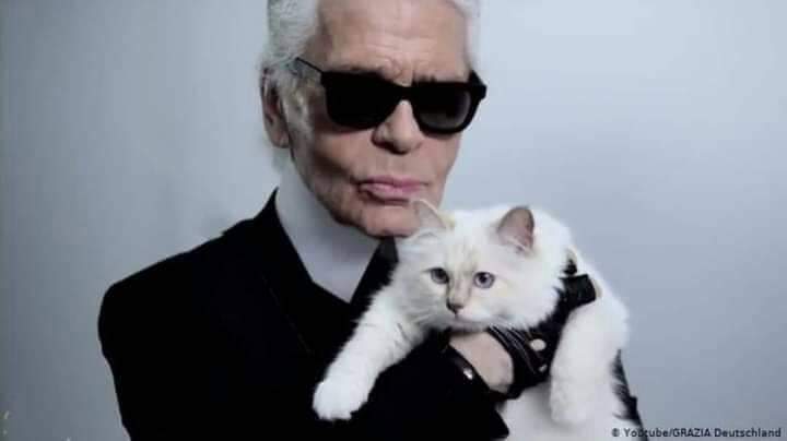 شاهد : أغنى قطة في العالم