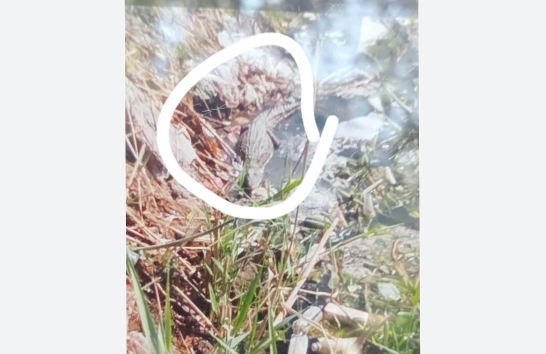 العثور علي تمساح بترعه الشبرامنتية بالبدرشين 