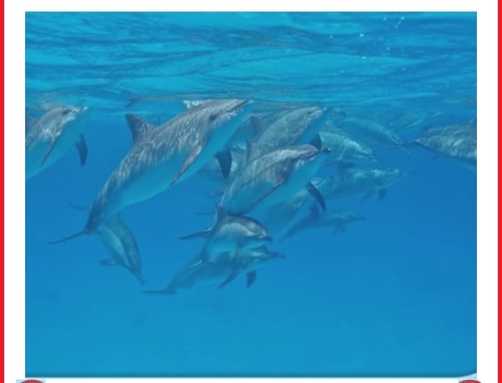 شهرها الدولفين الدوار.. دلافين البحر الأحمر