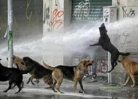 حكاية الكلاب المفترسة في الصين