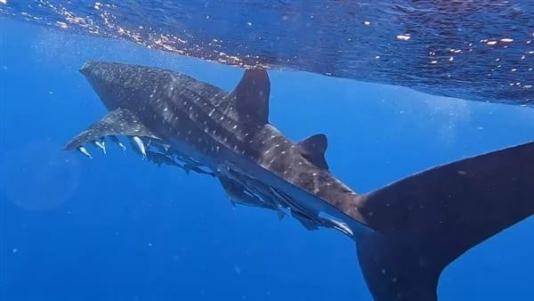 بالصور: قرش البحر بهلول يعود للظهور على شواطى مرسى علم