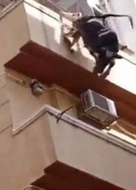 هرباً من الذبح".. ثور يقفز من الطابق الرابع فى مصر