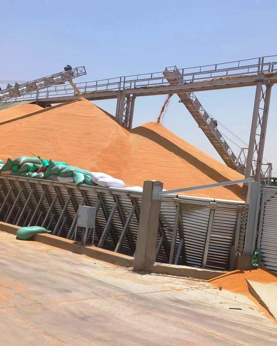 موسم الخير...توريد 69 ألف طن قمح لصوامع سوهاج 