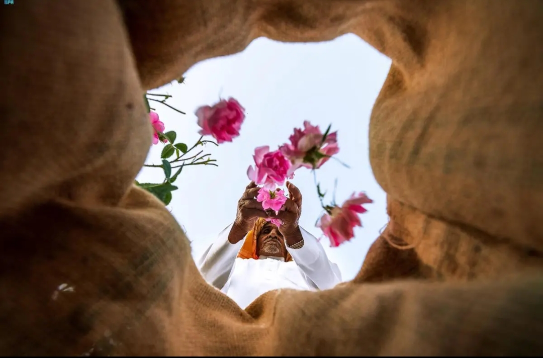 الثقافة السعودية.. أرض صلبة غنية بالإبداع والمبدعين