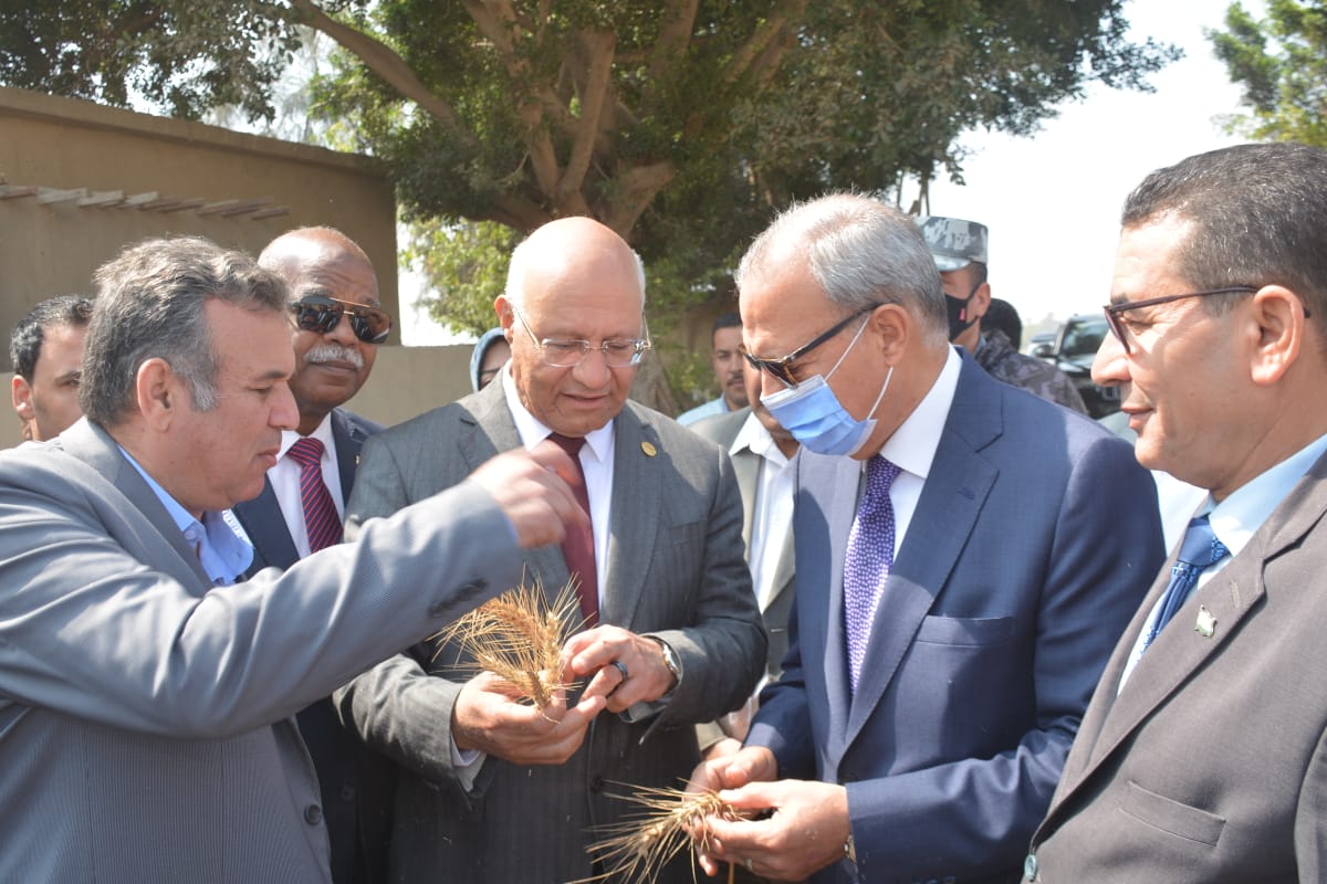 محافظ القليوبية ورئيس جامعة بنها يشهدان موسم حصاد القمح بكلية الزراعة بمشتهر