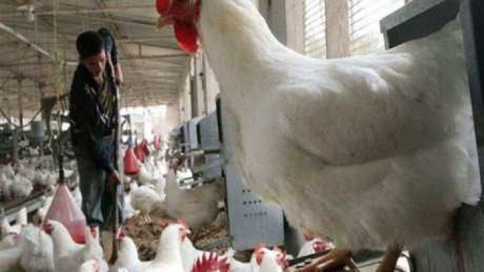 طوارئ في المنيا بعد اكتشاف بؤرة "أنفلونزا الطيور