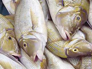 موسم فرشة صيد سمك الڜعور عيد للصيادين ينتظرونه من السنة إلى السنة مثل موسم جنى القطن للفلاح