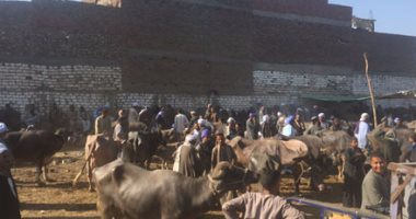 إصابة 5 أشخاص فى مشاجرة بسوق المواشى غرب الإسكندرية