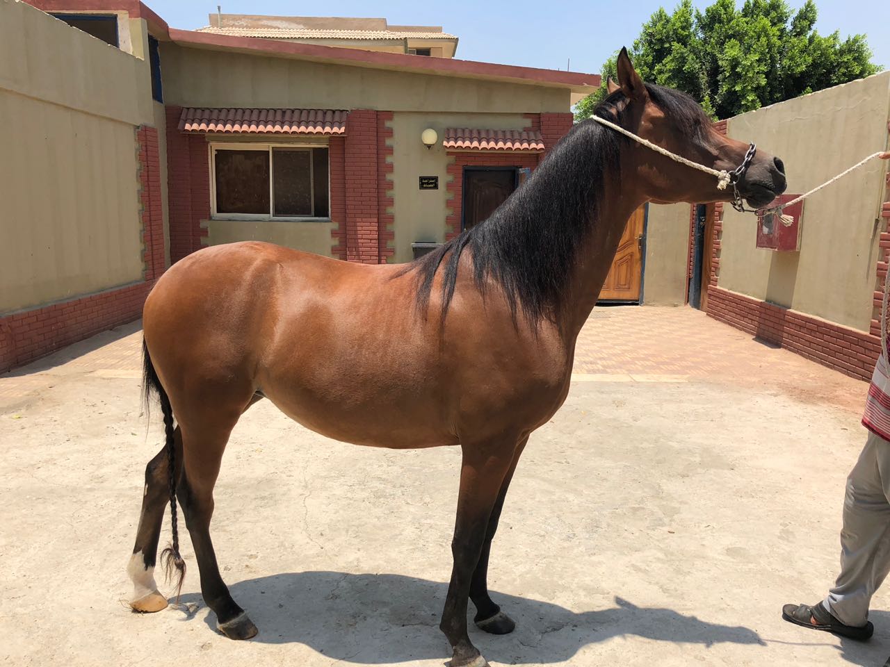 نائب وزير الزراعة:موافقة الكويت علي إستئناف إستيراد الخيول المصرية