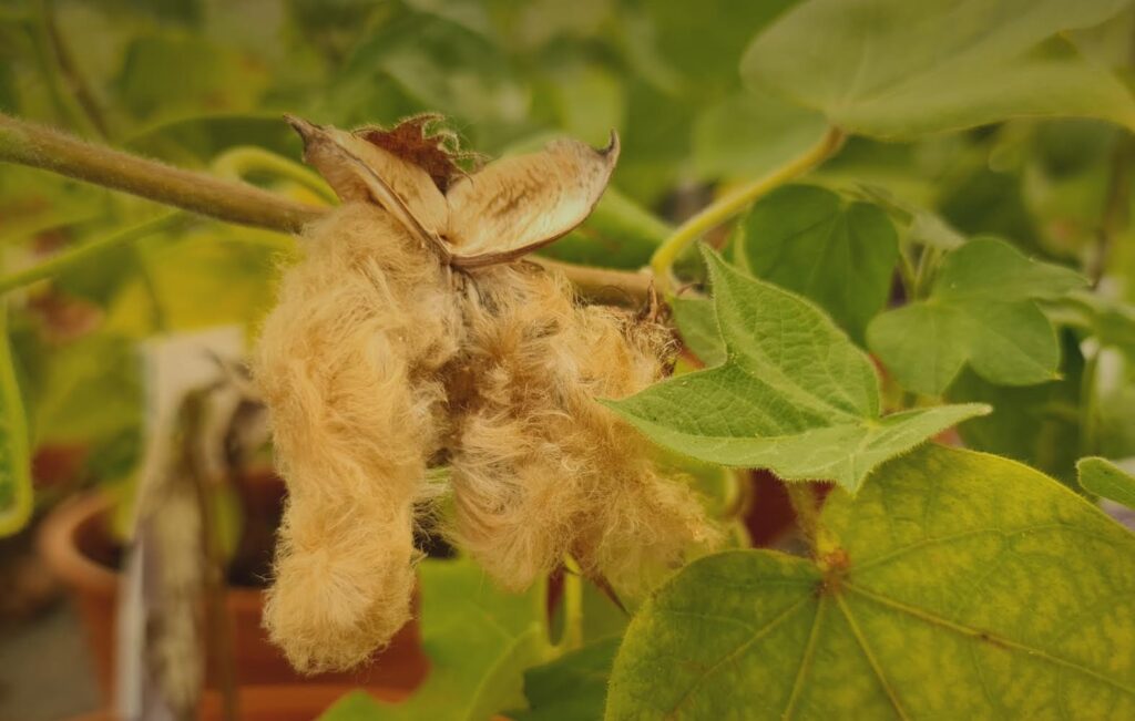 مشروعات متعددة لصون التراث الحرفي وتوثيق الصناعات الحرفية بسلطنة عمان