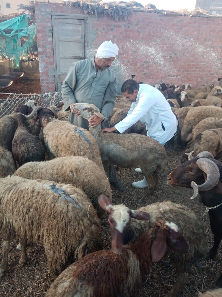 تحصين ٤٠٣٥٢ حيوان ضد مرض طاعون المجترات الصغيرة في الحملة القومية بمحافظة الغربية