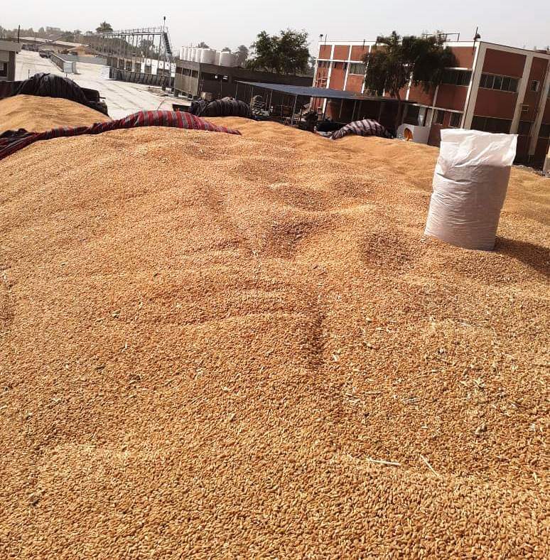 توريد 26 ألف طن قمح منذ بدء الموسم بسوهاج 