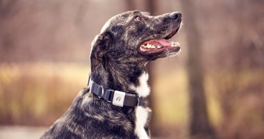 "كلاكيت خامس مرة".. كلب يطارد سيدة ونجلتها بالقاهرة الجديدة.. والأمن يحقق