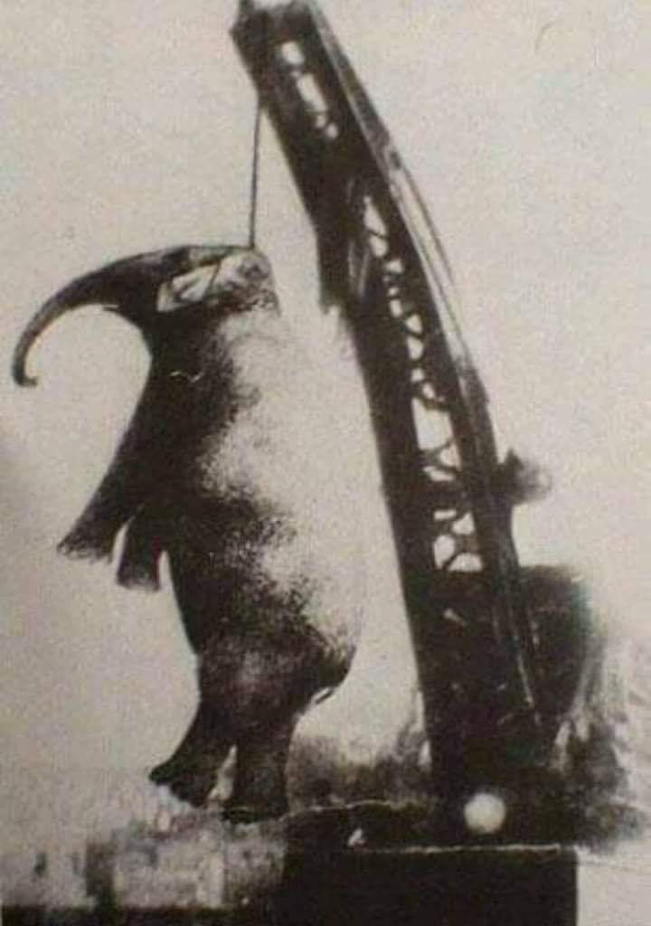 بالصور: ليلة إعدام "الفيل" ماري