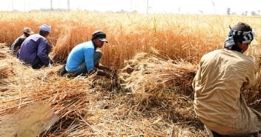 انطلاق موسم حصاد القمح اليوم من اسوان 