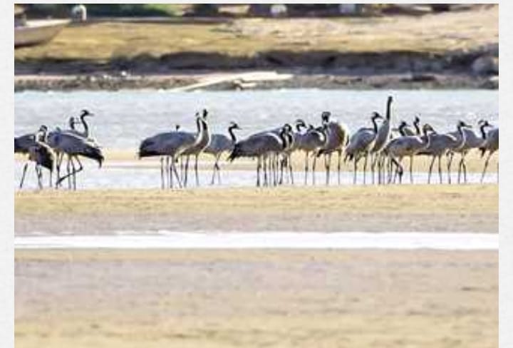 مصر تستعرض المسارات الآمنة لحماية «الطيور المهاجرة»