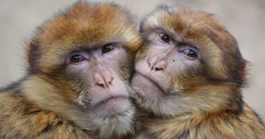 الحيوانات بتعرف تحضن كمان