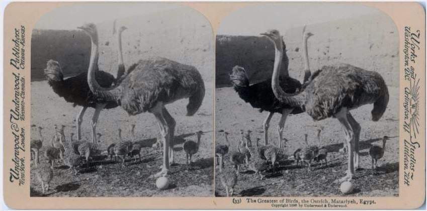 منطقة النعام القاهرة حكاية لها تاريخ